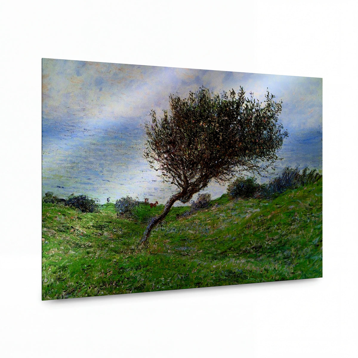 Obraz Claude Monet — Strom ohnutý větrem na pobřežním svahu — reprodukce na lesklém hliníkovém panelu
