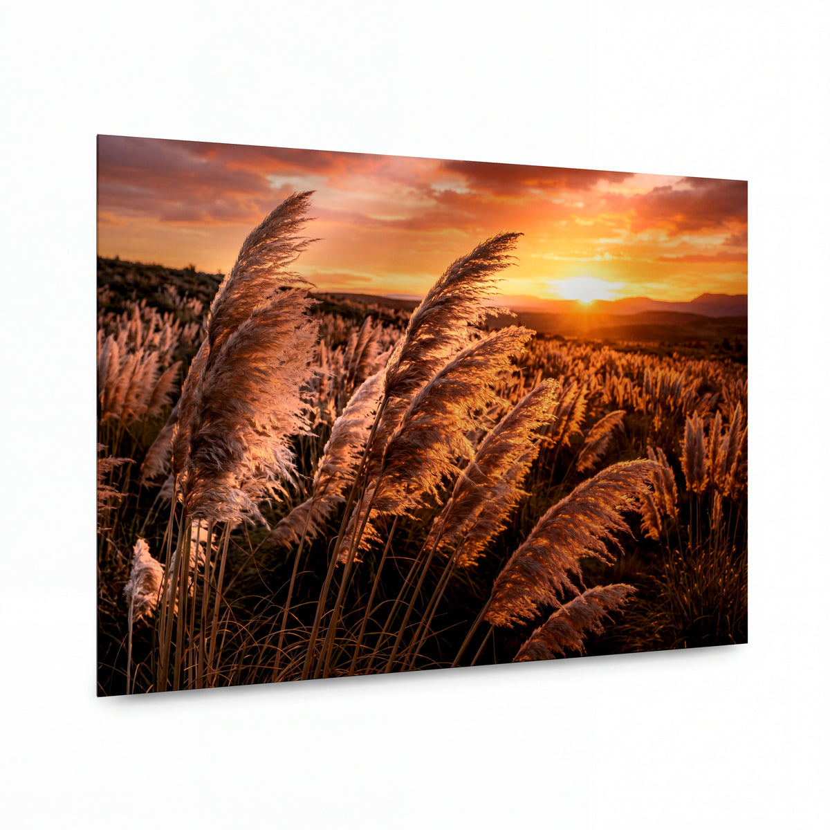 Obraz Zlaté trávy vonící podzimním větrem — kovový obraz na hliníkovém panelu s vysokým leskem