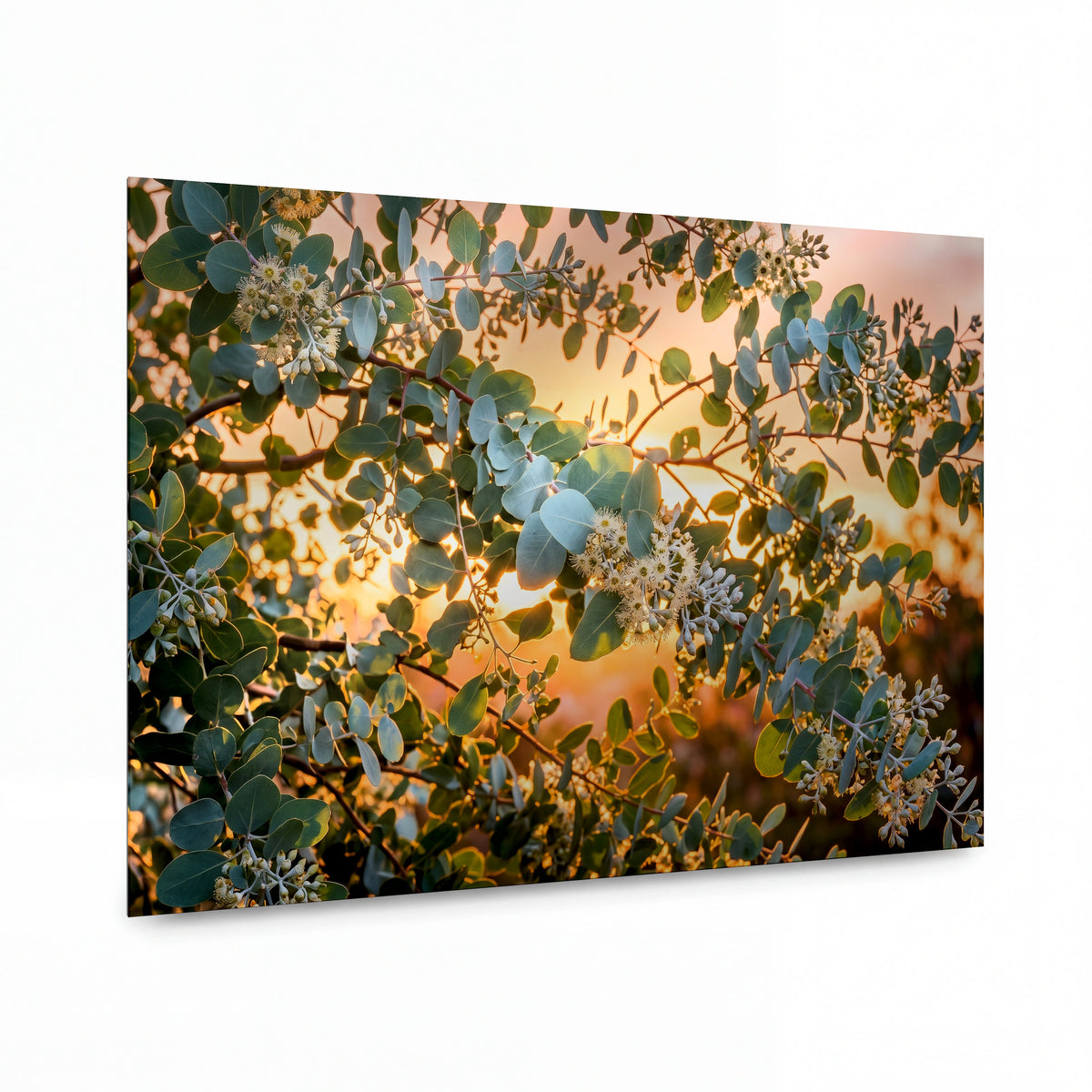 Obraz Eukalyptový strom v záři zapadajícího slunce — kovový obraz na hliníkovém panelu s vysokým leskem