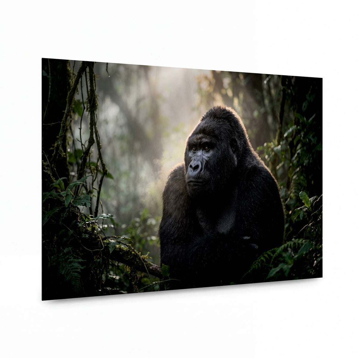 Obraz Mlžný vládce z hor Virunga — luxusní hliníkový panel s vysokým leskem