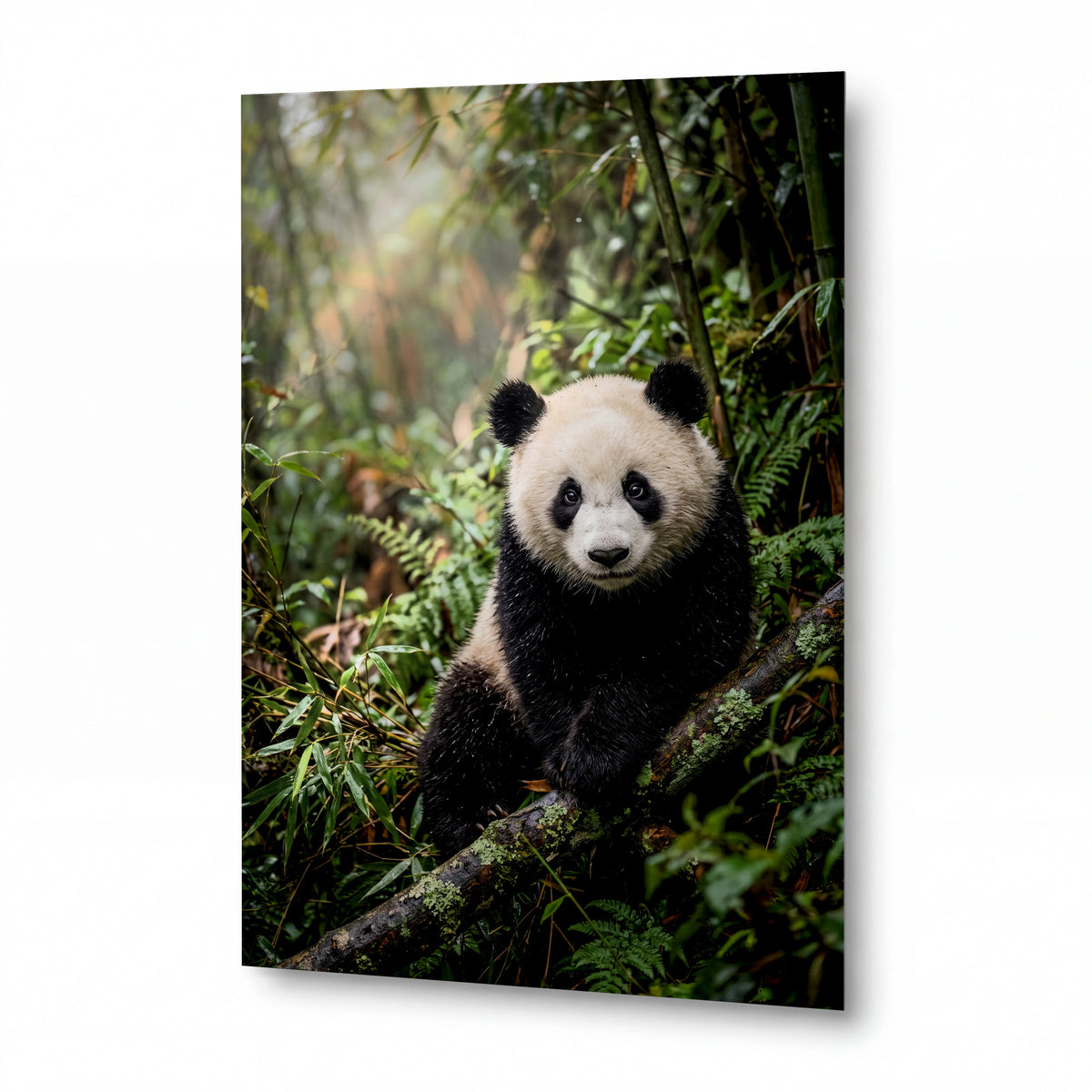 Obraz Panda v mlžném bambusu — obraz na kovovém panelu
