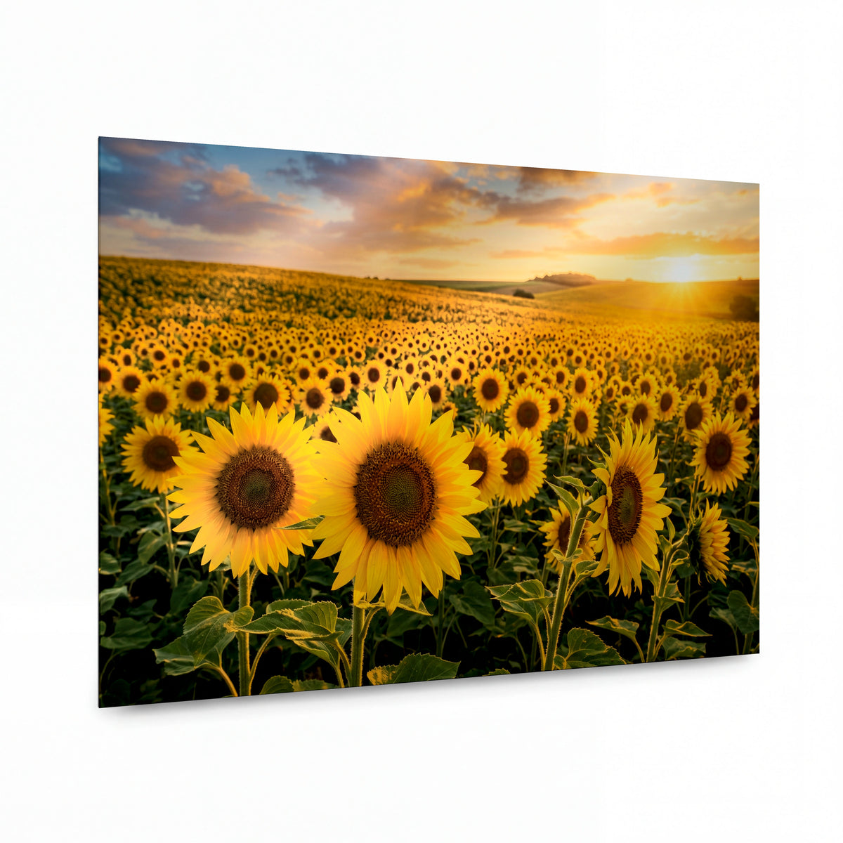 Obraz Slunečnicové pole v západu slunce — kovový obraz na hliníkovém panelu s vysokým leskem