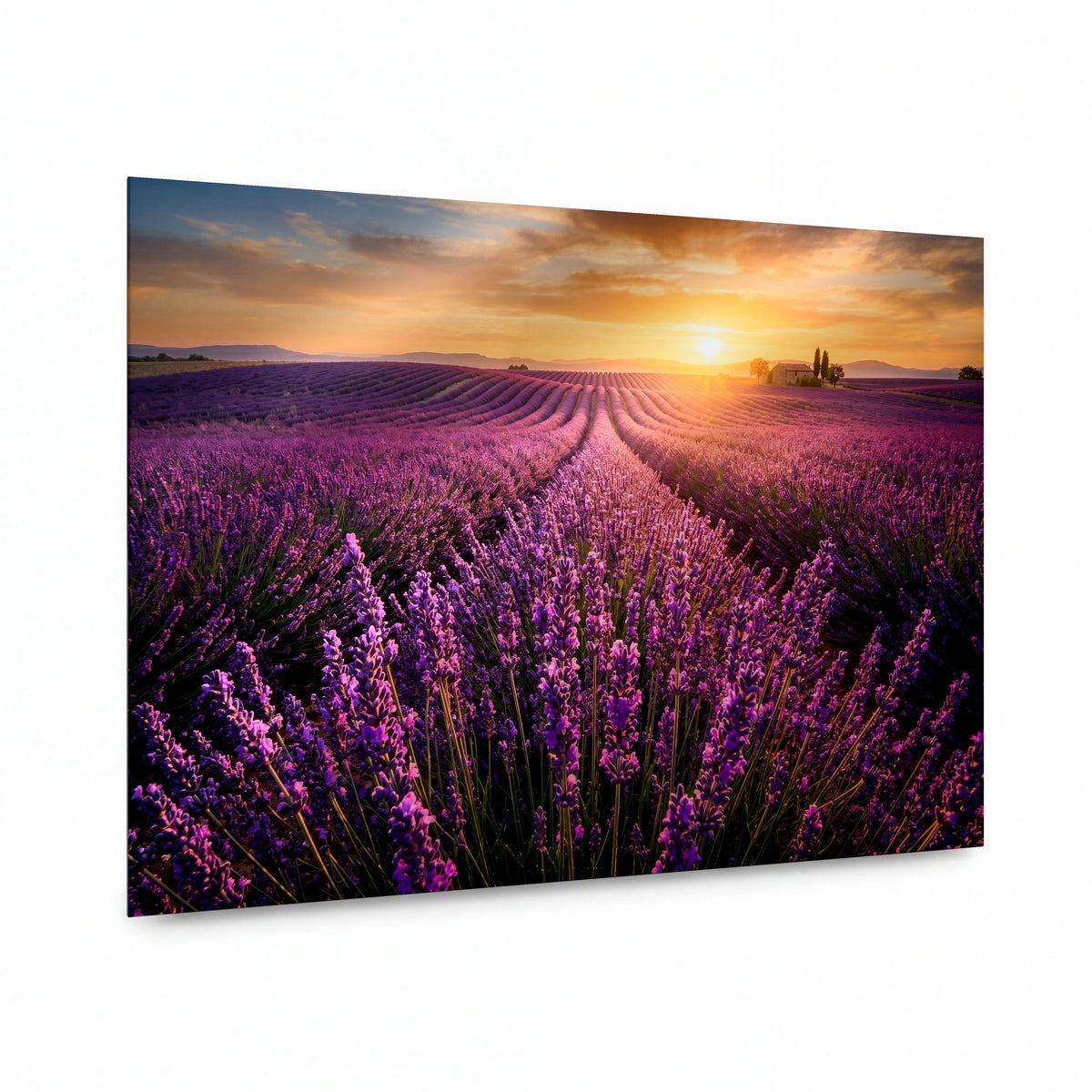 Obraz Levandulová alej v objetí západu slunce — kovový obraz na hliníkovém panelu s vysokým leskem