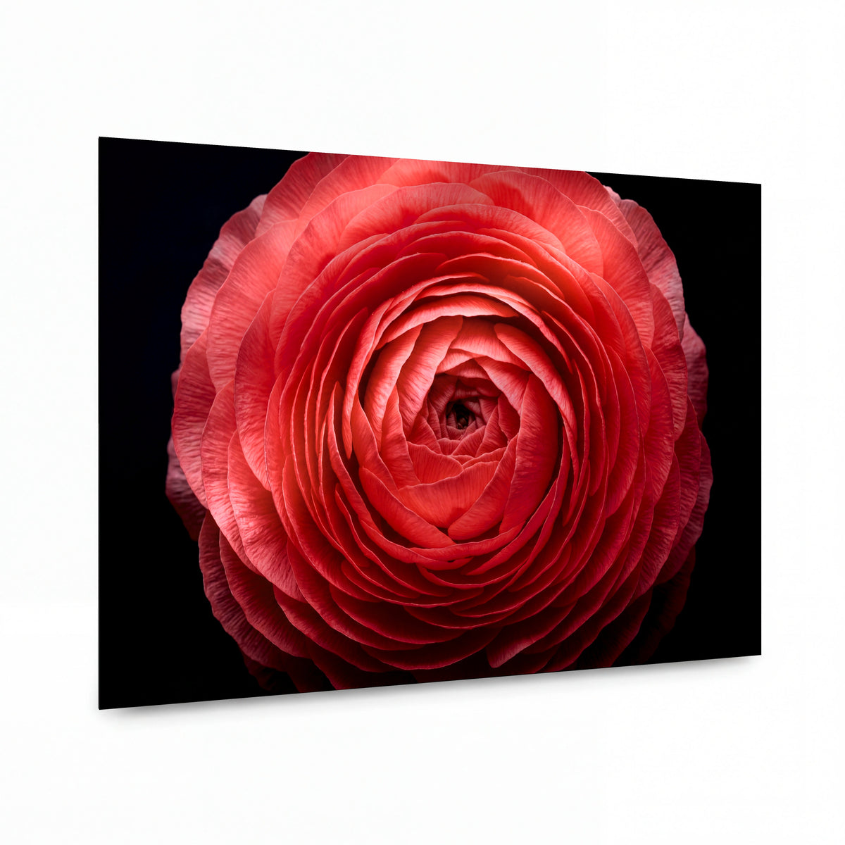 Obraz Korálovým světlem zalitý ranunculus — kovový obraz na hliníkovém panelu s vysokým leskem