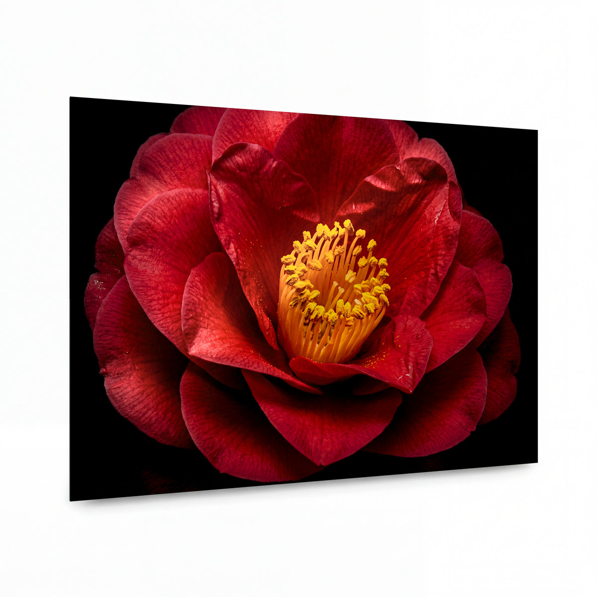 Obraz Kamélie se zlatým srdcem — kovový obraz na hliníkovém panelu s vysokým leskem