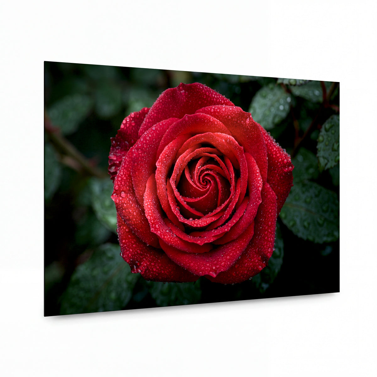 Obraz Ranní rosa na sametové růži — kovový obraz na hliníkovém panelu s vysokým leskem