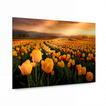 Obraz Zlaté tulipány v paprscích večerního slunce — kovový obraz na hliníkovém panelu s vysokým leskem