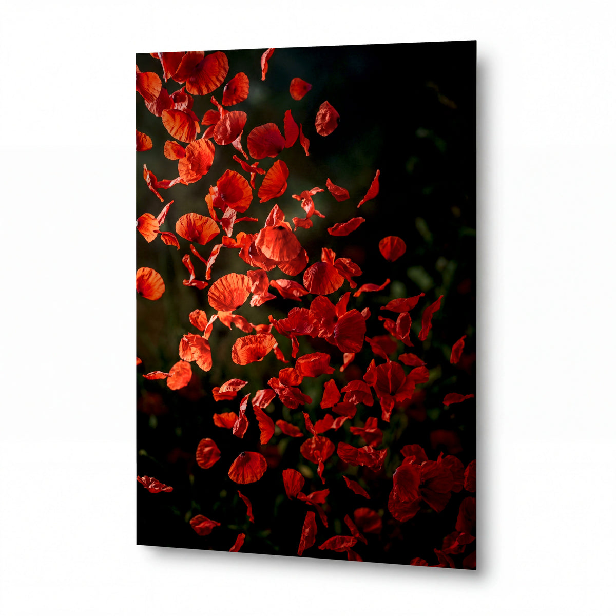 Obraz Víření ohnivých makových plátků — kovový obraz na hliníkovém panelu s vysokým leskem
