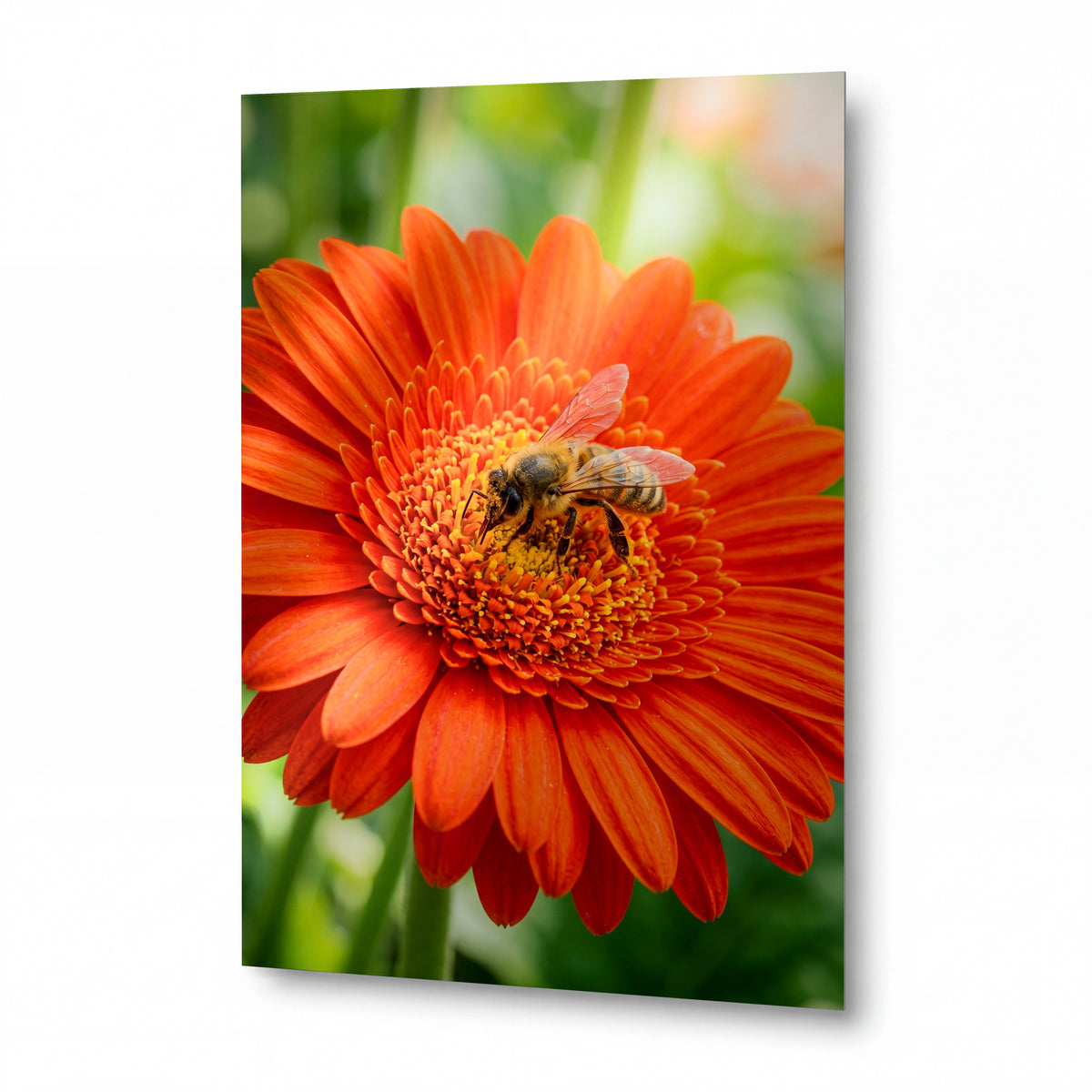 Obraz Včela na oranžové gerbeře — kovový obraz na hliníkovém panelu s vysokým leskem