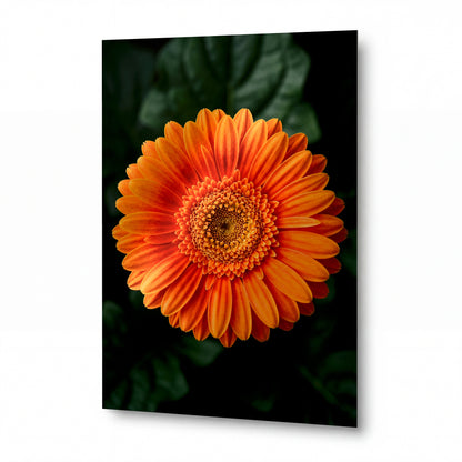 Obraz Zářivá oranžová gerbera na zeleném pozadí — kovový obraz na hliníkovém panelu s vysokým leskem