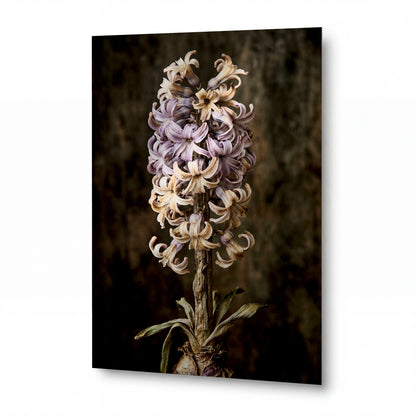 Obraz Hyacint v barvách soumraku — kovový obraz na hliníkovém panelu s vysokým leskem