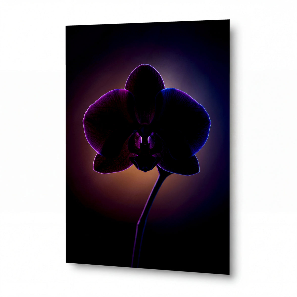 Obraz Noční orchidej v purpurovém neonovém světle — kovový obraz na hliníkovém panelu s vysokým leskem