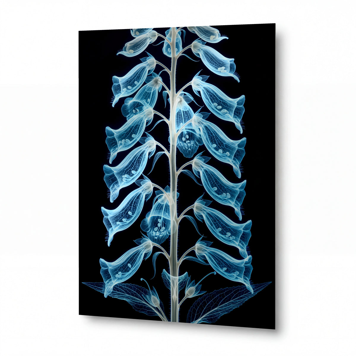 Obraz Průsvitné zvonky naparstnice v rentgenovém světle — kovový obraz na hliníkovém panelu s vysokým leskem