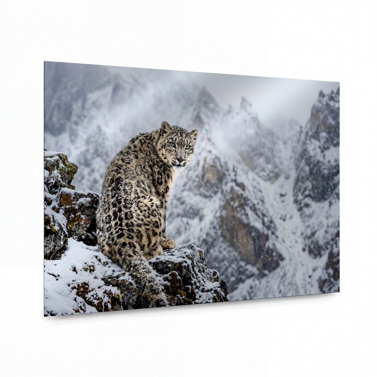 Obraz Sněžný leopard na zasněženém skalním trůnu — luxusní kovový obraz s vysokým leskem