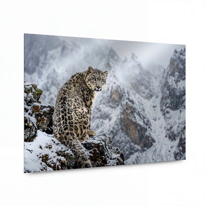 Obraz Sněžný leopard na zasněženém skalním trůnu — luxusní kovový obraz s vysokým leskem