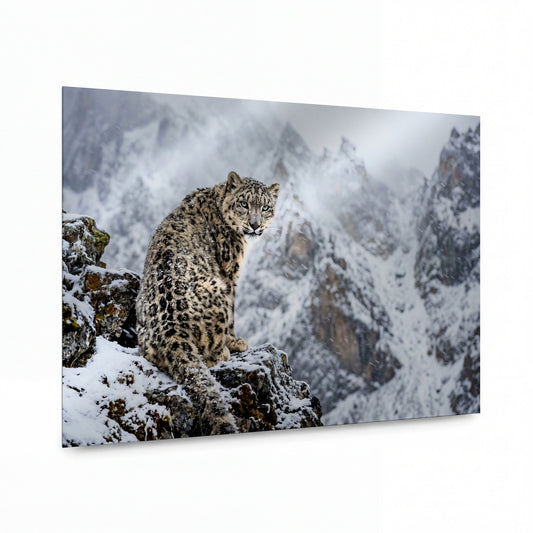 Obraz Sněžný leopard na zasněženém skalním trůnu — luxusní kovový obraz s vysokým leskem