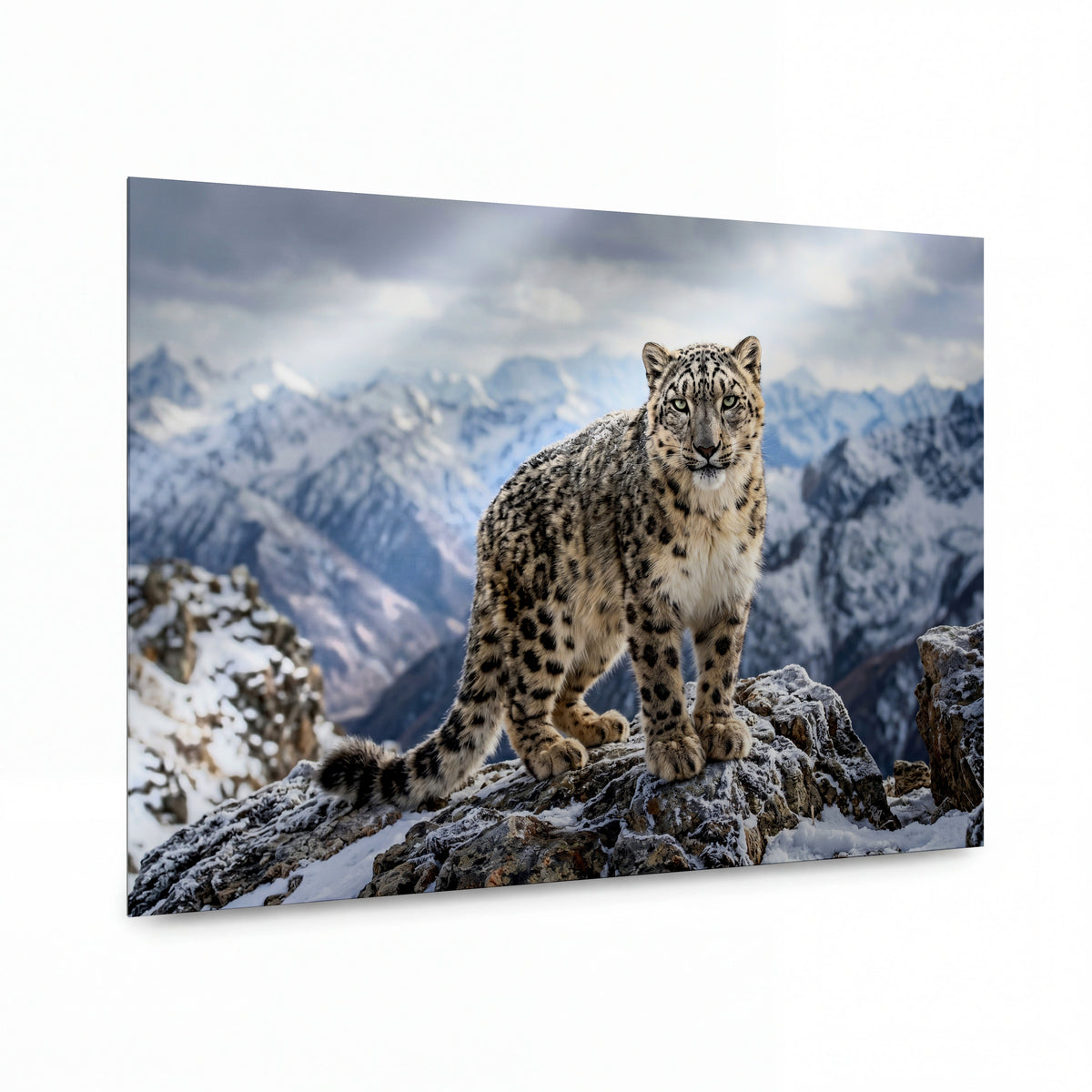 Obraz Sněžný leopard na vrcholu Himálaje — lesklý obraz na hliníku