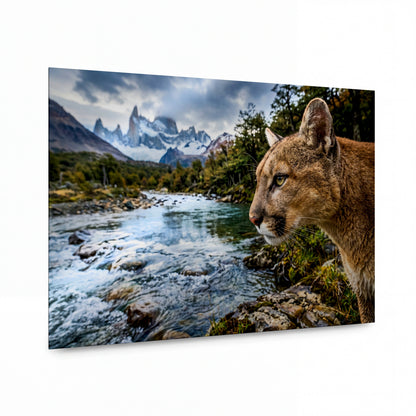Obraz Puma nad ledovcovou řekou v Patagonii — lesklý hliníkový obraz