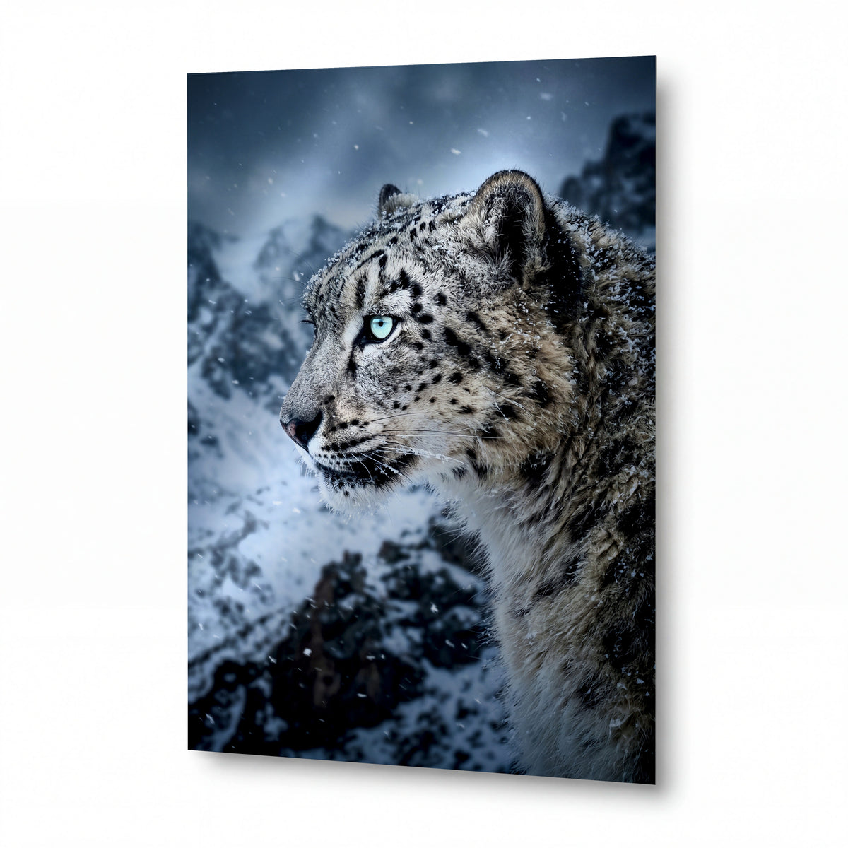 Obraz Sněžný leopard s ledovými očima — prémiový lesklý obraz na hliníku