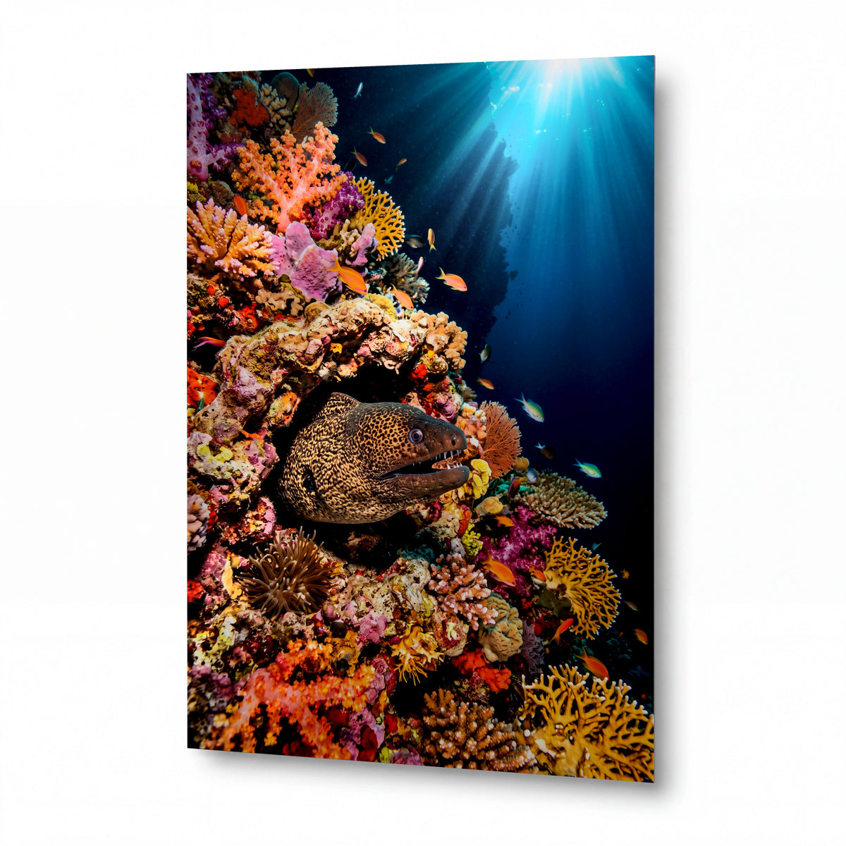 Obraz Muréna v korálovém ráji — kovový obraz na hliníkovém panelu s vysokým leskem