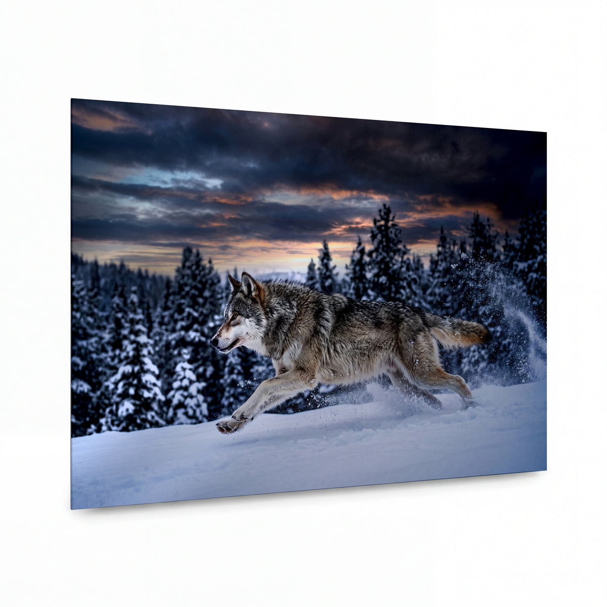 Obraz Dravec zimního závanu v ohnivém soumraku — kovový obraz na hliníkovém panelu s vysokým leskem