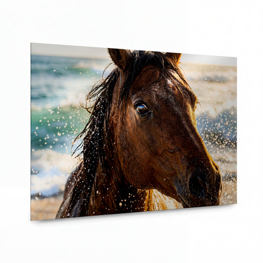 Obraz Hnědák v třpytu mořských kapek při slunečním svitu — kovový obraz na hliníkovém panelu s vysokým leskem