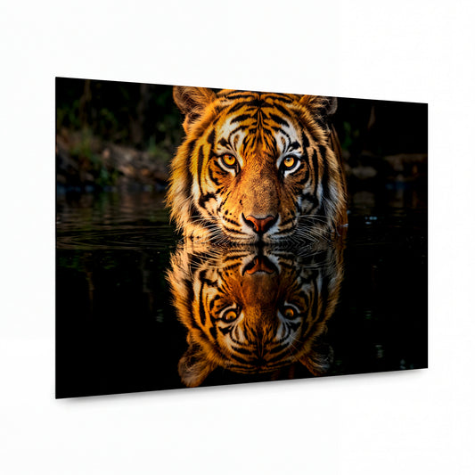 Obraz Tygr zrcadlící se v temné vodní hladině — kovový obraz na hliníkovém panelu s vysokým leskem