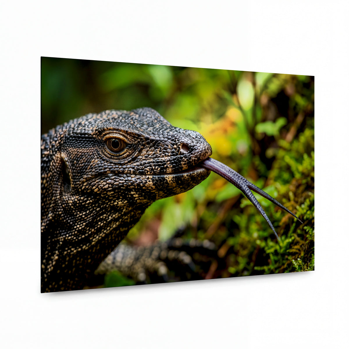 Obraz Varanid s rozvětveným jazykem v pralese — kovový obraz na hliníkovém panelu s vysokým leskem