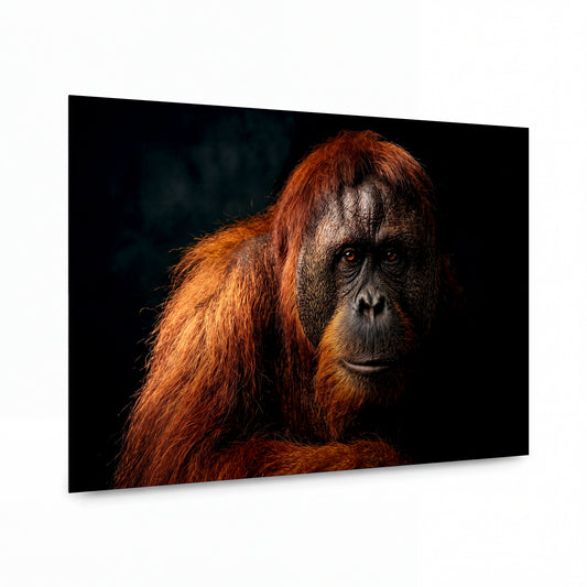 Obraz Moudrost orangutana v jantarové srsti — kovový obraz, vysoký lesk