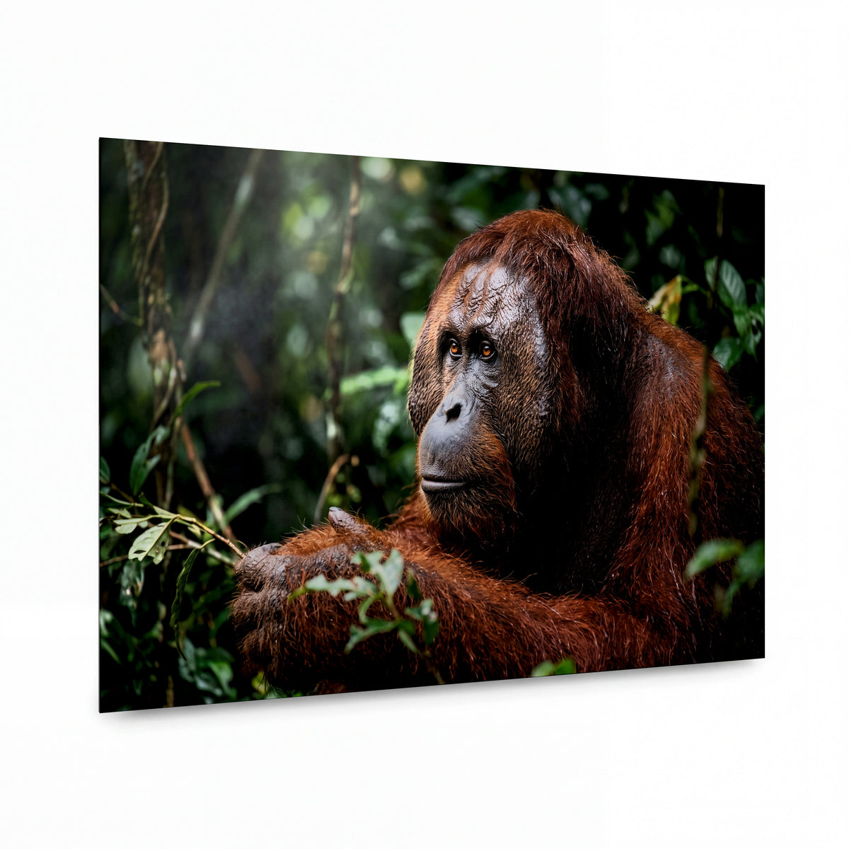 Obraz Orangutan v deštném pralese — prémiový kovový obraz