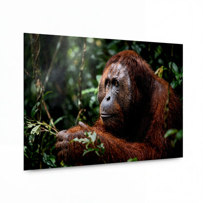Obraz Orangutan v deštném pralese — prémiový kovový obraz