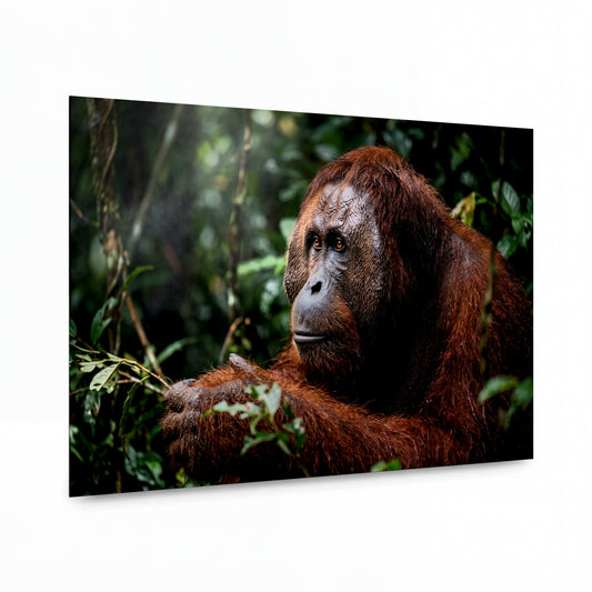 Obraz Orangutan v deštném pralese — prémiový kovový obraz