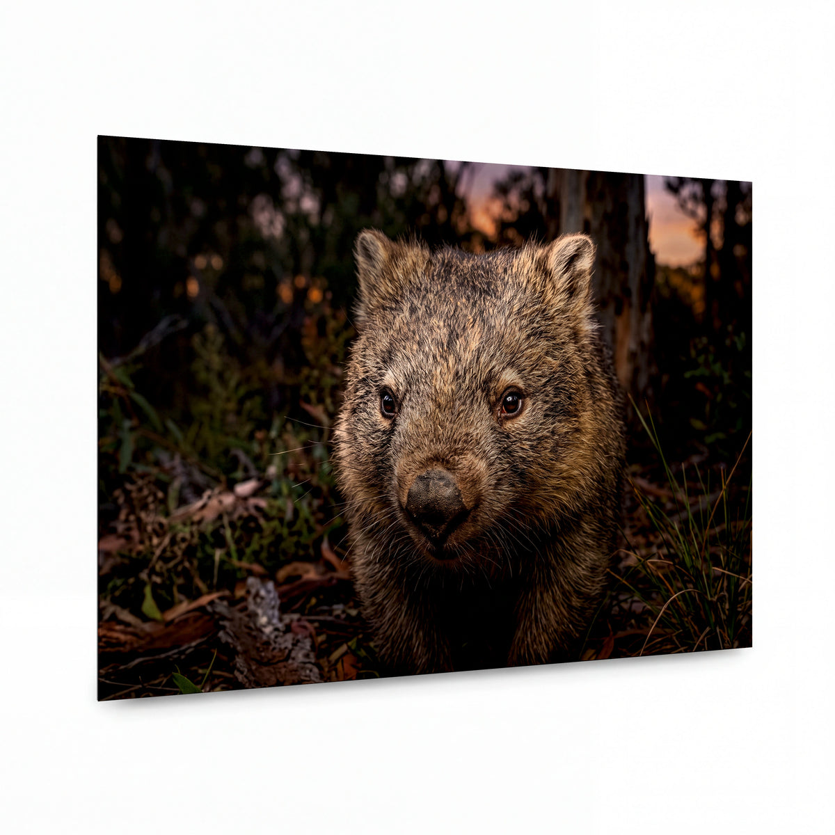 Obraz Vombat v objetí tasmánského soumraku — luxusní kovový obraz s vysokým leskem