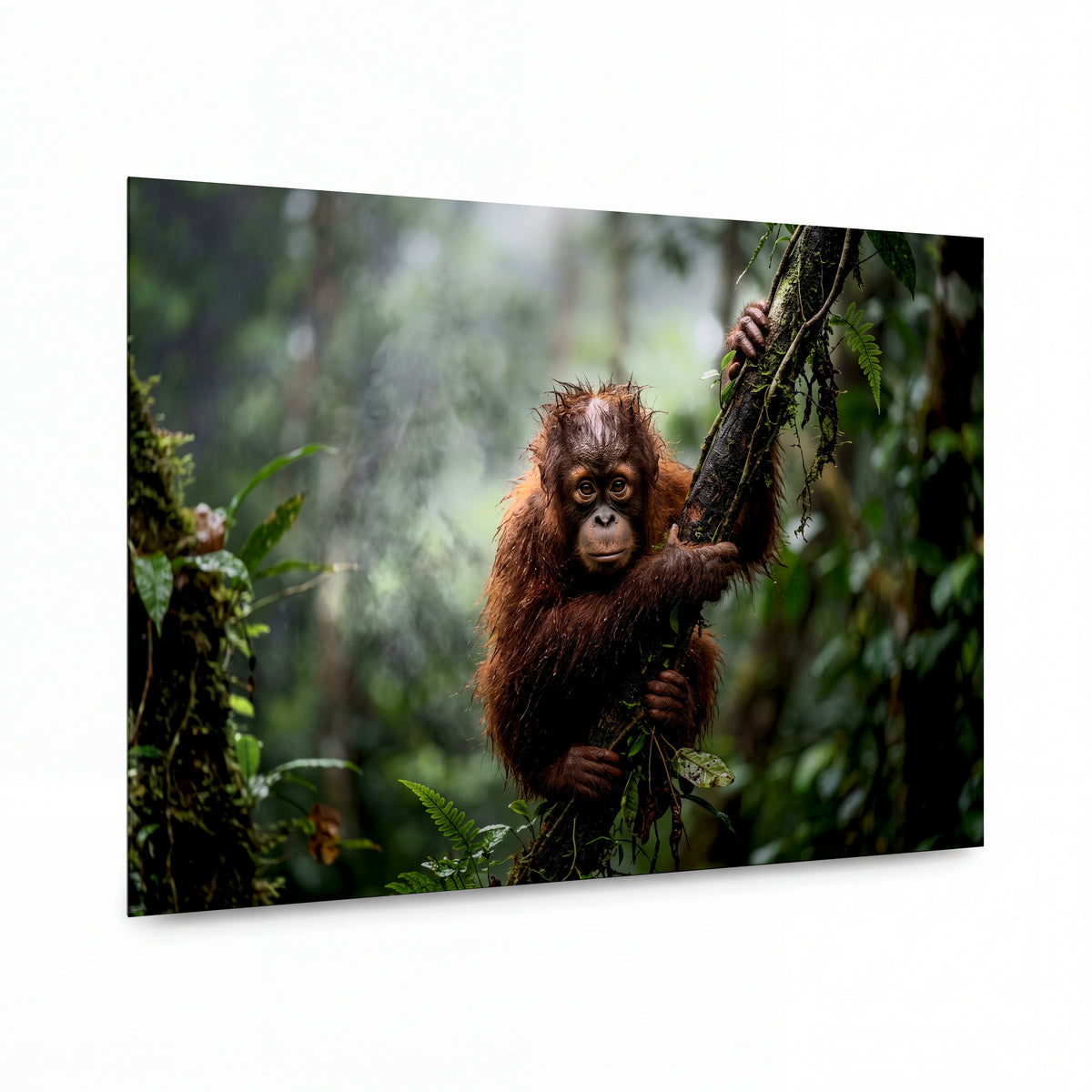 Obraz Mladý orangutan v mlžném deštném pralese — lesklý hliníkový obraz