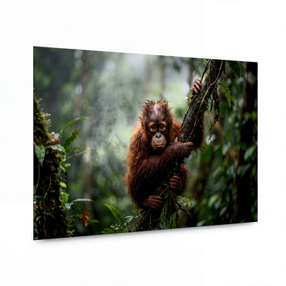 Obraz Mladý orangutan v mlžném deštném pralese — lesklý hliníkový obraz