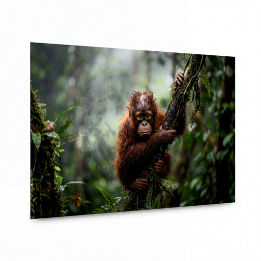 Obraz Mladý orangutan v mlžném deštném pralese — lesklý hliníkový obraz