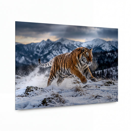 Obraz Tygr v zasněženém horském běhu — luxusní hliníkový panel s vysokým leskem
