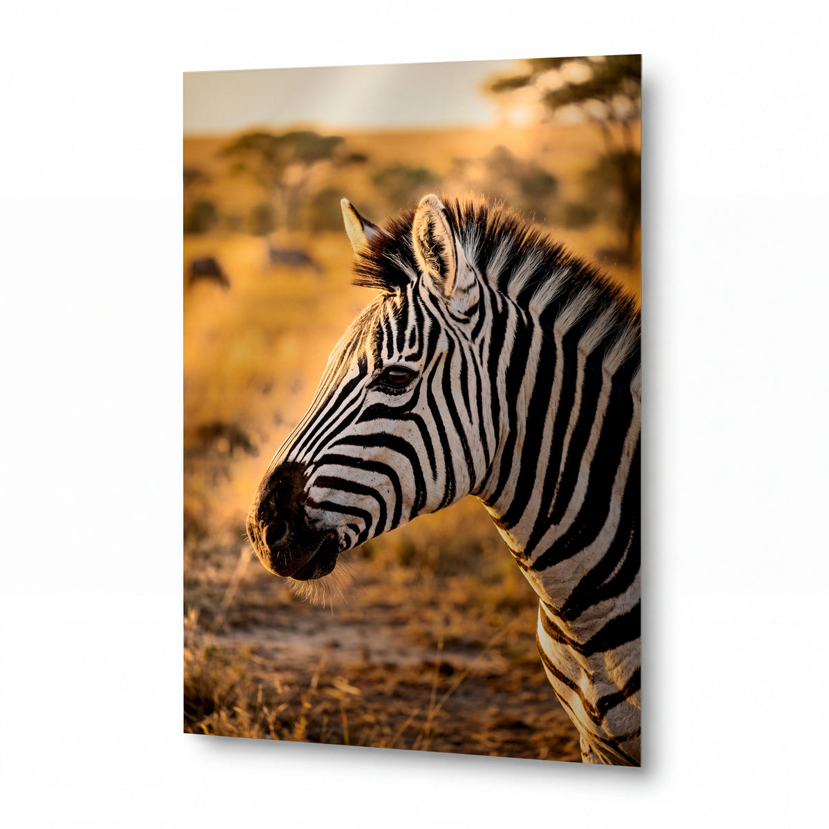 Obraz Zebra v záři západu slunce — lesklý kovový obraz