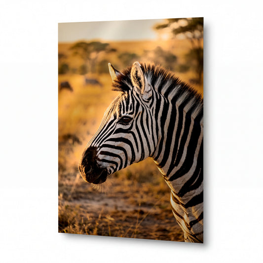 Obraz Zebra v záři západu slunce — lesklý kovový obraz