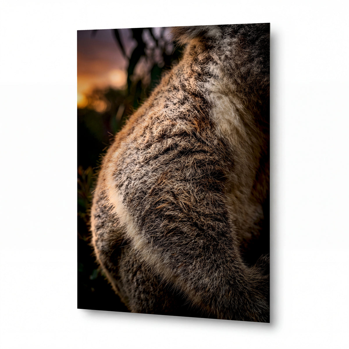 Obraz Obraz Koalí objetí v zapadajícím slunci — lesklý hliníkový obraz