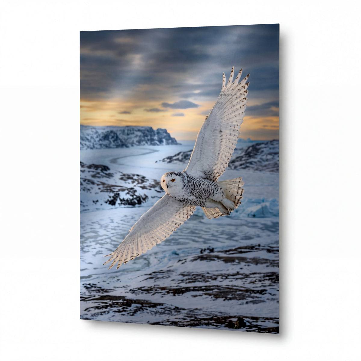 Obraz Polární sova v arktickém letu — lesklý panel z hliníku