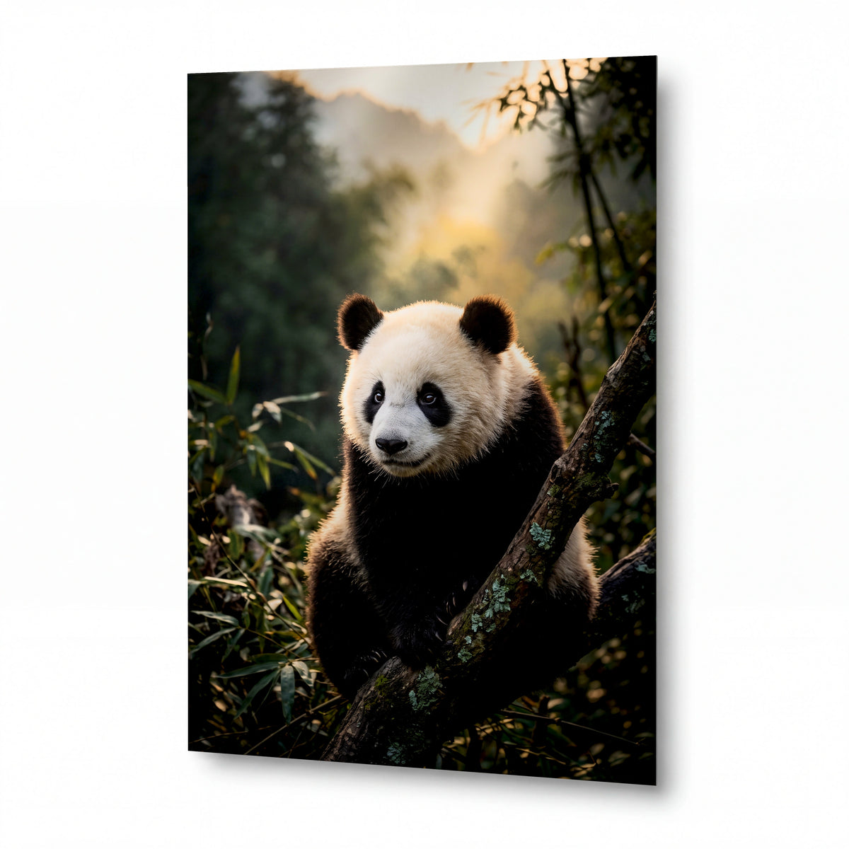 Obraz Panda v ranním světle bambusového lesa — hliníkový panel s vysokým leskem